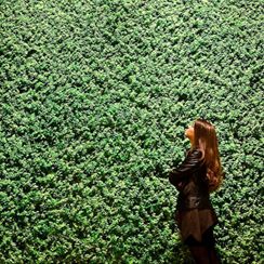 Green Living Wall